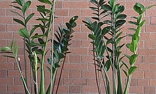 Zamia Çiçeği Bakımı