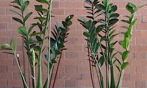 Zamia Çiçeği Özellikleri
