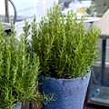 Tıbbi ve Aromatik Bitkiler