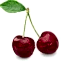 Kiraz Fidanı