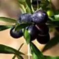 Zeytin Fidanı