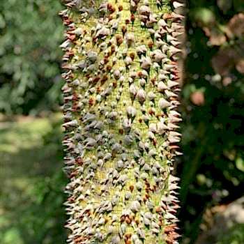 Maymun Tırmanmaz  Floş İpek Ağacı Chorisia