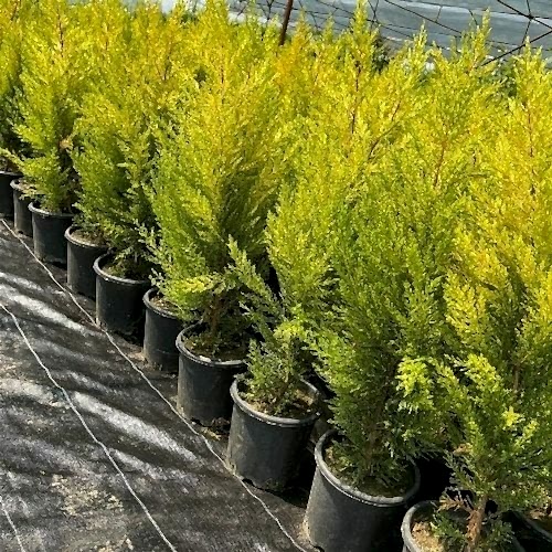 Limon Çamı Limon Servi Fidanı  Cupressus Macrocarpa