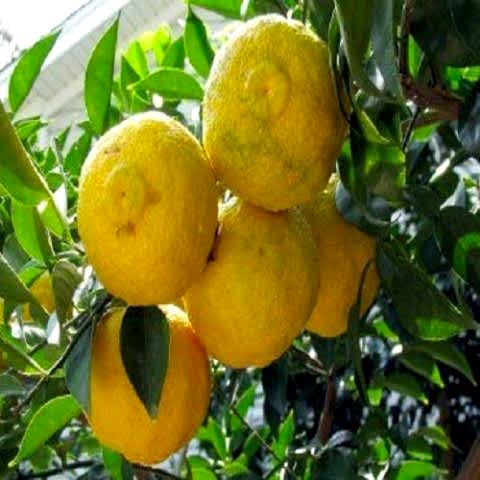 Japon Limonu Citrus Junos
