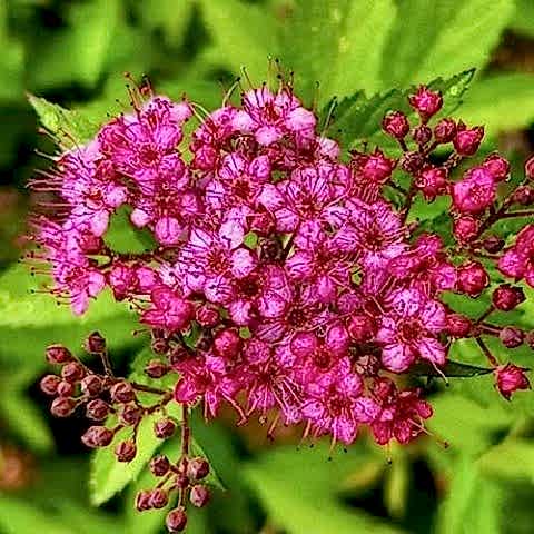 Pembe Keçi Sakalı Çiçeği İspirya Spirea Vanhouttei