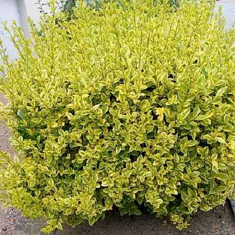 Alacalı Ligustrum Bitkisi 60 cm