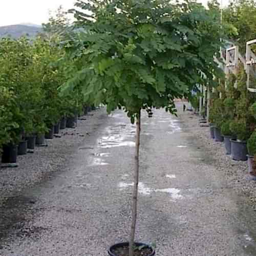 Top Akasya Fidanı 200 cm Robinia Pseudoacacia Umbraculifera