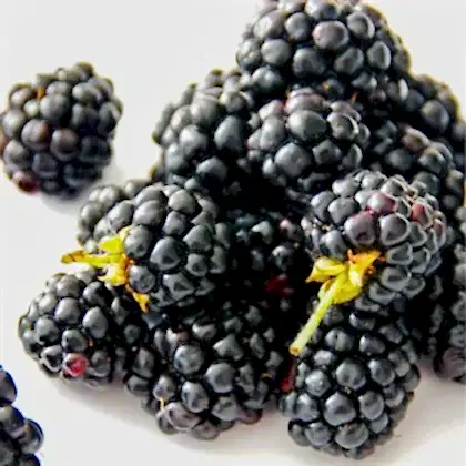Ruben Dikensiz Böğürtlen Fidanı Rubus Fruticosus