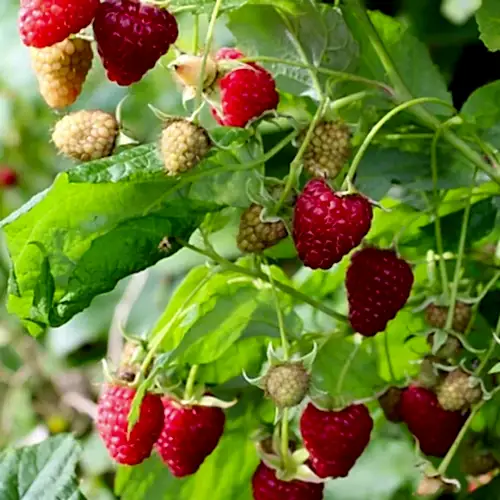 Yediveren Ahududu Fidanı Rubus İdaeus