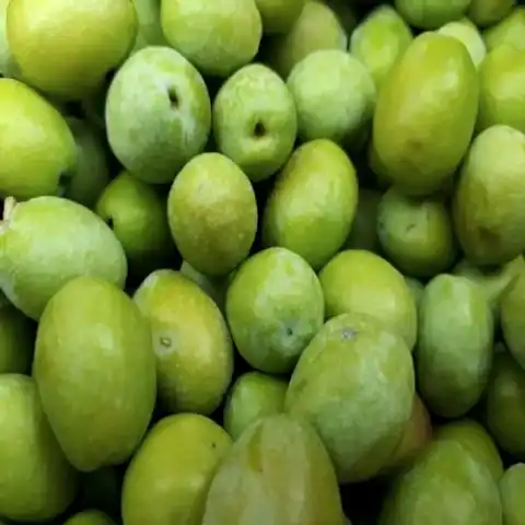 Salamuralık Zeytin Fidanı Olive