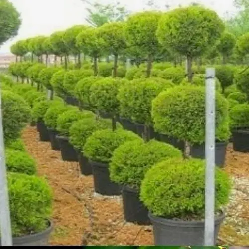 Top Şekilli Limon Çamı Cupressus