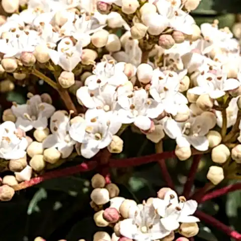 Kartopu Fidanı  Viburnum Tinus