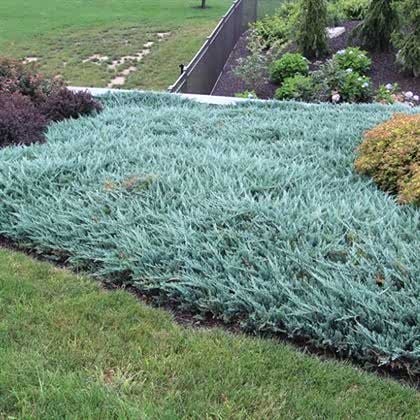 Sabin Ardıç Fidanı Turkuaz Juniperus Sabina