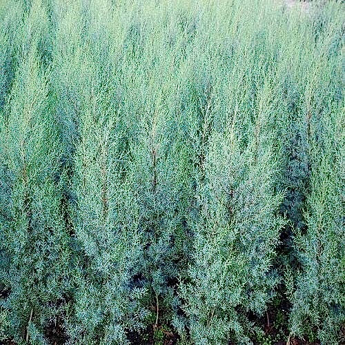 Mavi Servi Fidanı Arizona Cupressus Arizonica