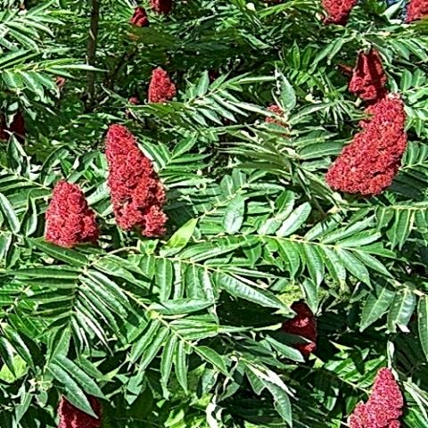 Amerikan Sumağı Fidanı Rhus Coriaria