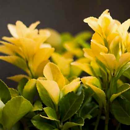 Gold Taflan Fidanı Euonymus Japonica Var Aurea