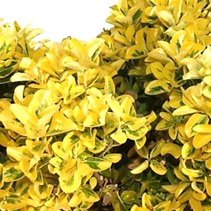 Gold Taflan Fidanı Euonymus Japonica Var Aurea