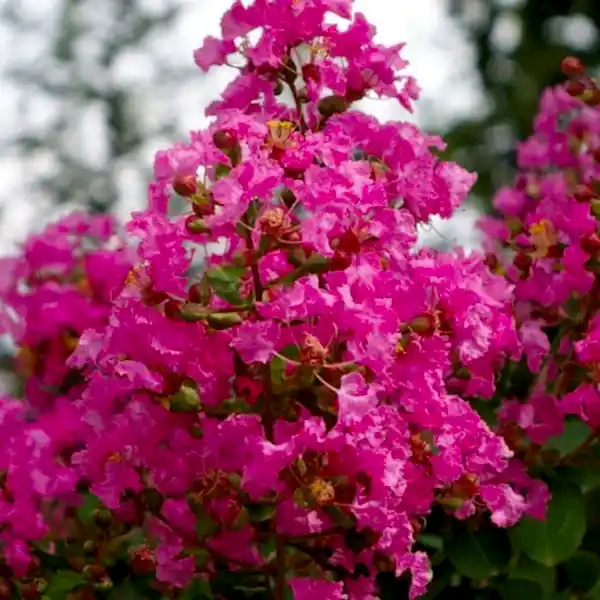 Pembe Oya Ağacı Fidanı Lagerstroemia İndica