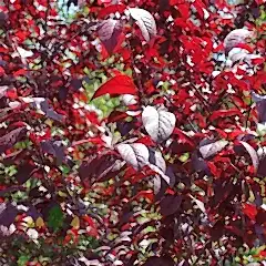 Kırmızı Süs Eriği Fidanı Erik Prunus Cerasifera Pissardii