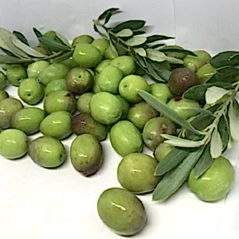 Kırmalık Zeytin Fidanı Olive
