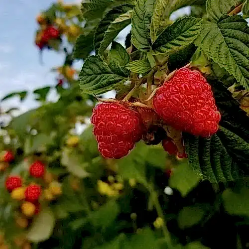 Ahududu Frambuaz Fidanı
