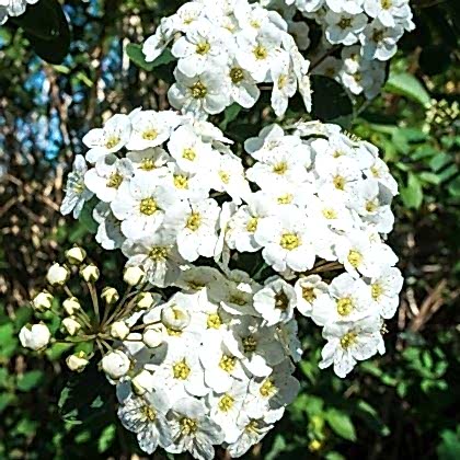 İspirya Çiçeği Keçi Sakalı Spiraea Vanhouttei