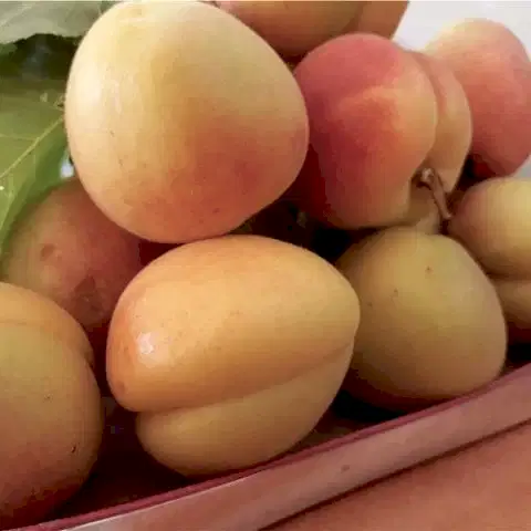 Hoşaflık Kayısı Fidanı Prunus Albenia