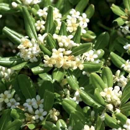 Pitos Porum Fidanı Yıldız Çalısı Tobira Nana Pittosporum