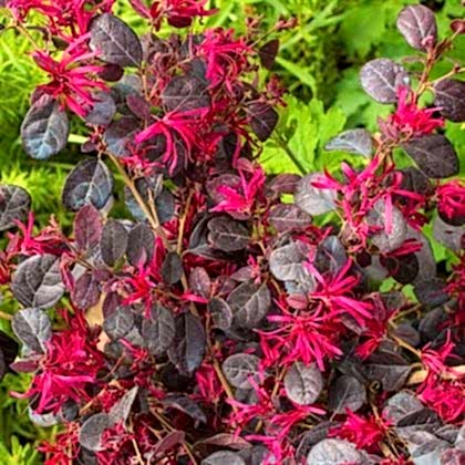 Loropetalum Fidanı Lorapetalum  25 cm