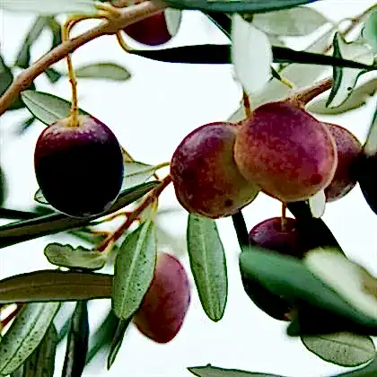 Zeytin Fidanı Memecik Yağlık Olea