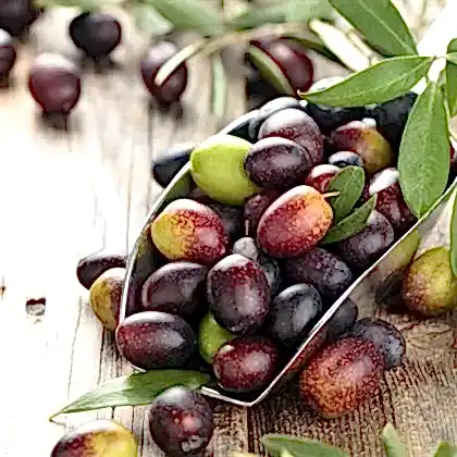 Zeytin Fidanı Ayvalık Yağlık