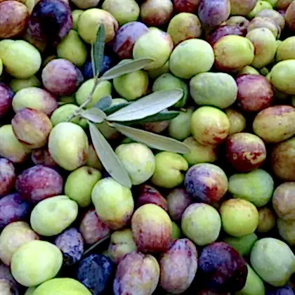 Domat Zeytin Fidanı Olea
