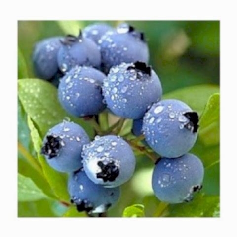 Mavi Yemiş Fidanı Vaccinium Macrocarpon