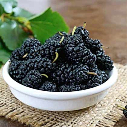 Karadut Fidanı Çok Kaliteli Morus Nigra