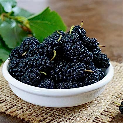 Karadut Fidanı Çok Kaliteli Morus Nigra