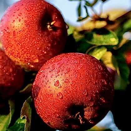 Sumqayıt Elması Fidanı