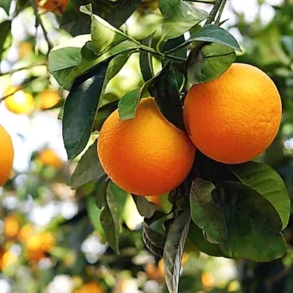 Portakal Fidanı Tatlı ve İnce Kabuklu Citrus Sinensis