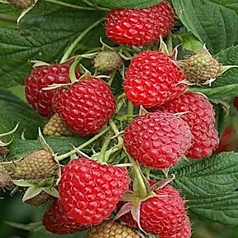 Nevada Ahududu Fidanı Rubus İdaeus