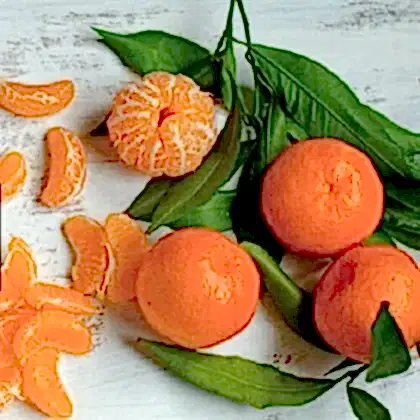 Mandalin Fidanı Tatlı ve İri Meyveli Citrus Reticulata