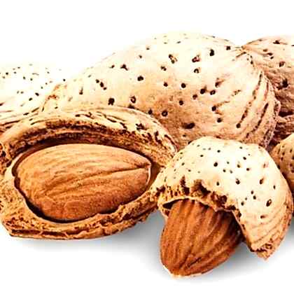 Badem Fidanı İri Kaliteli
