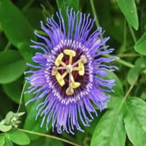 İncarnata Çarkıfelek Çiçeği Fidanı Passiflora Caerulea