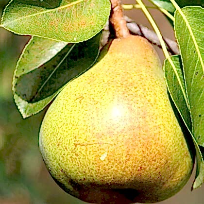 Margarita Armut Fidanı Margarita Marilla