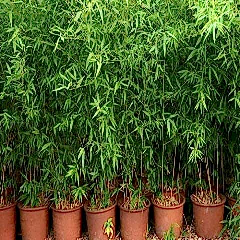 Sarı Bambu Fidanı Hakiki