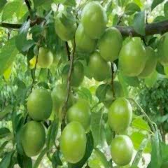 Papaz Eriği Erik Fidanı  Prunus Donestica