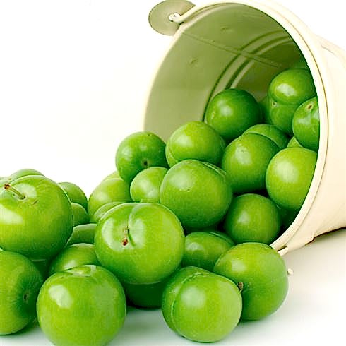 Papaz Eriği Erik Fidanı Prunus Donestica