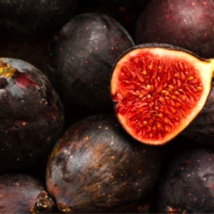 Siyah İncir Fidanı Ficus Carica