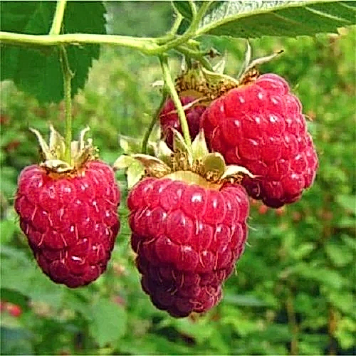 Aksu Pembesi Ahududu Fidanı Rubus İdaeus