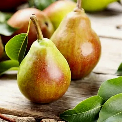 Şamaxı Armut Fidanı