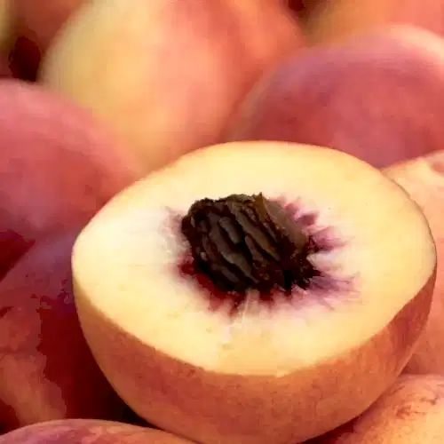 Yarma Şeftali Fidanı  Prunus Persica