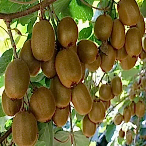 Hayvard Kivi Fidanı Actinidia Deliciosa